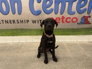 KITA Labrador Retriever Dog