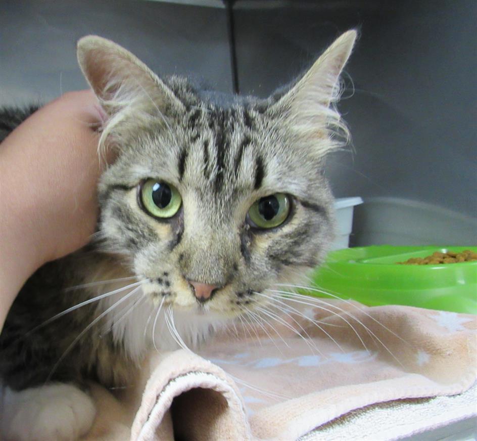 SPATZLE, an adoptable Domestic Medium Hair in Killeen, TX, 76543 | Photo Image 1