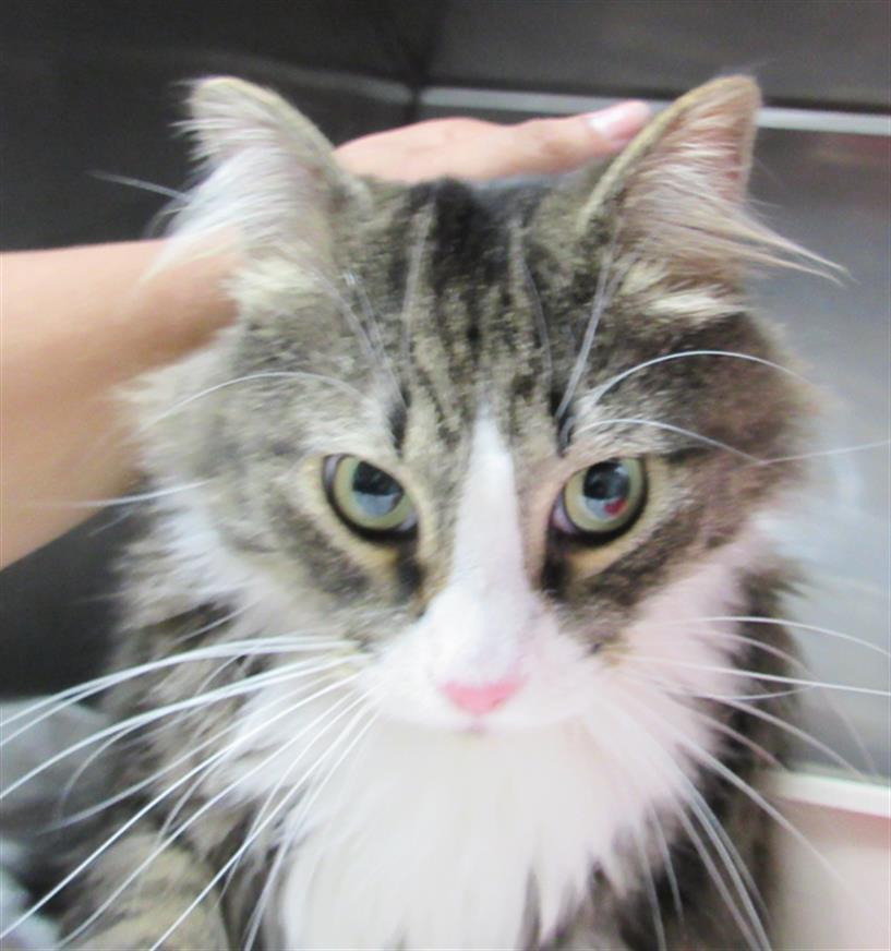 SCHNITZEL, an adoptable Domestic Medium Hair in Killeen, TX, 76543 | Photo Image 1