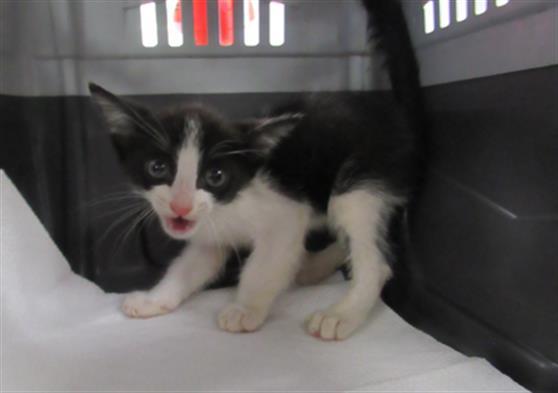 DIET COKE, an adoptable Domestic Short Hair in Killeen, TX, 76543 | Photo Image 1