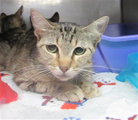 BULBASAUR, an adoptable Domestic Short Hair in Killeen, TX, 76543 | Photo Image 1