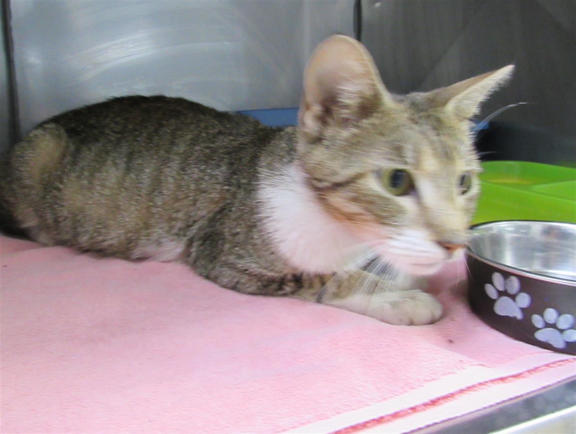 BRUMHILDA, an adoptable Domestic Short Hair in Killeen, TX, 76543 | Photo Image 1