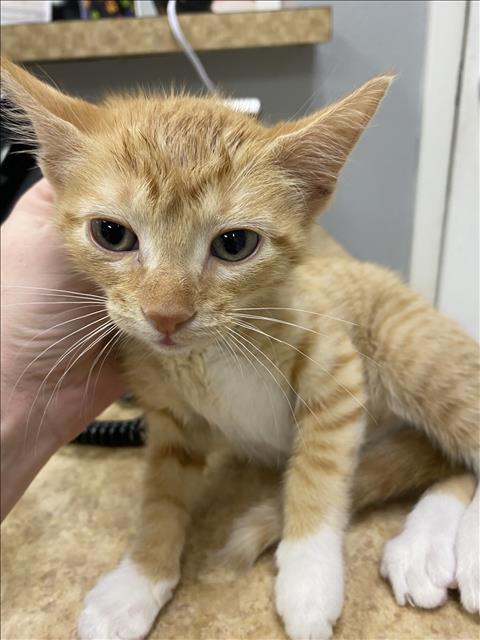 NACHO CHEESE, an adoptable Domestic Short Hair in Killeen, TX, 76543 | Photo Image 1