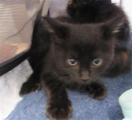 PRETZEL, an adoptable Domestic Short Hair in Killeen, TX, 76543 | Photo Image 1