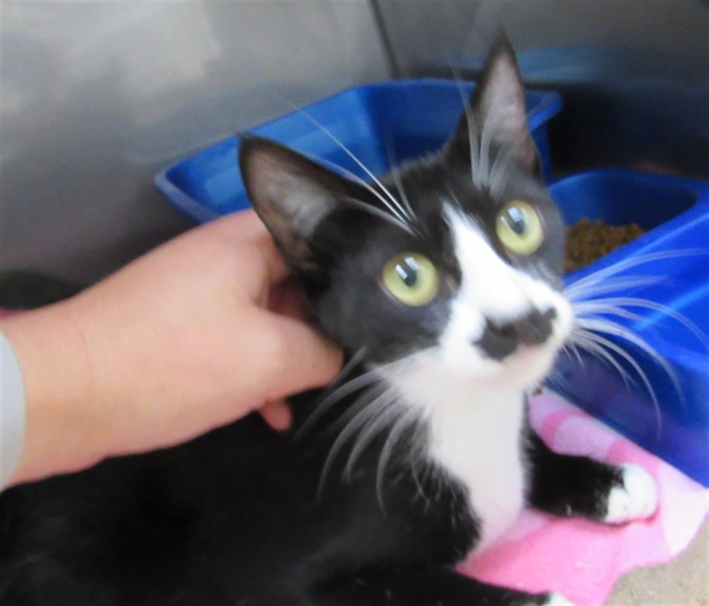 FRAULEIN, an adoptable Domestic Short Hair in Killeen, TX, 76543 | Photo Image 1