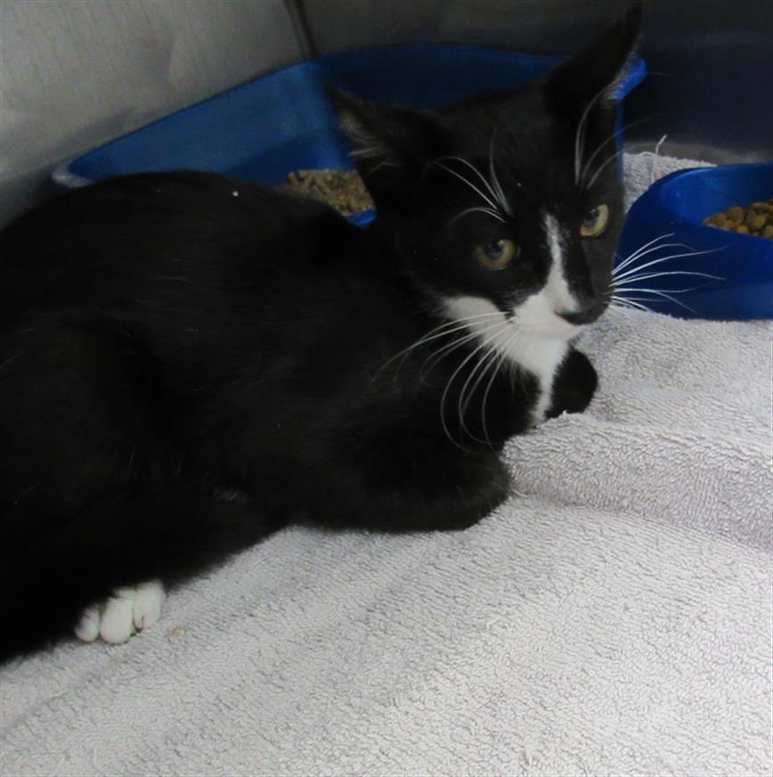 BRATWURST, an adoptable Domestic Short Hair in Killeen, TX, 76543 | Photo Image 1