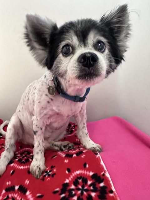 JAY JAY, an adoptable Papillon, Mixed Breed in Redlands, CA, 92373 | Photo Image 1