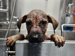 CARTER Black Mouth Cur Dog