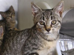 LEOPARD Domestic Short Hair Cat