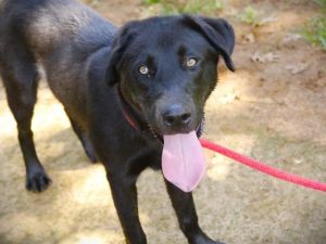 MARTELL Labrador Retriever Dog