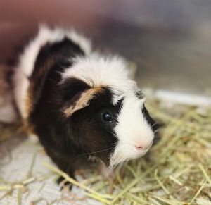 PEPPER Guinea Pig Small & Furry