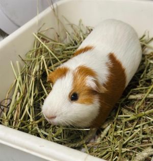 PEANUT Guinea Pig Small & Furry