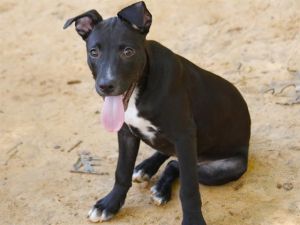 ELVIS Labrador Retriever Dog