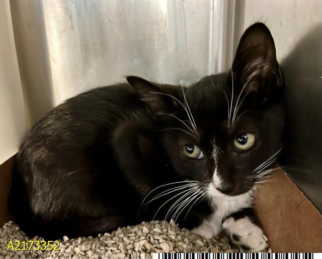 Cat for adoption SISSY, a Domestic Short Hair in West Palm Beach, FL