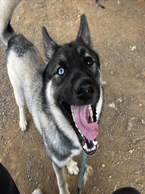 SEAGULL, an adoptable Keeshond, Mixed Breed in Hagerstown, MD, 21740 | Photo Image 1