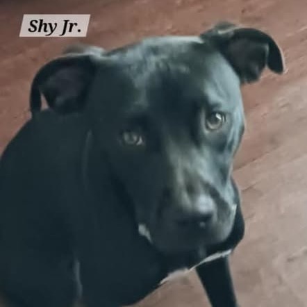 Shy Jr