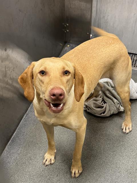 ROSIE, an adoptable Vizsla in Dallas, TX, 75212 | Photo Image 1