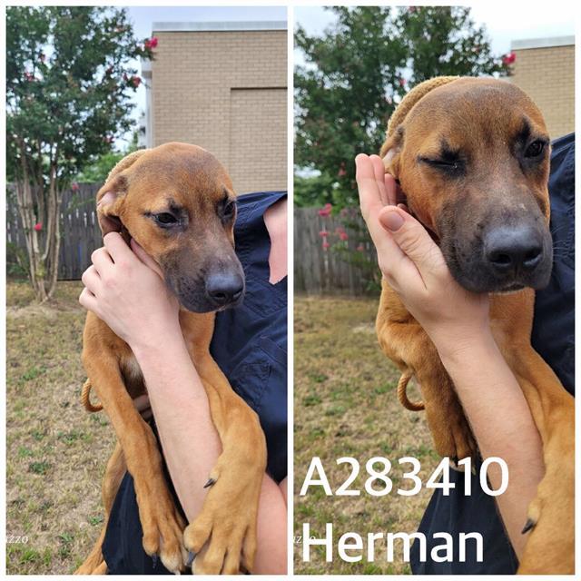 HERMAN 1