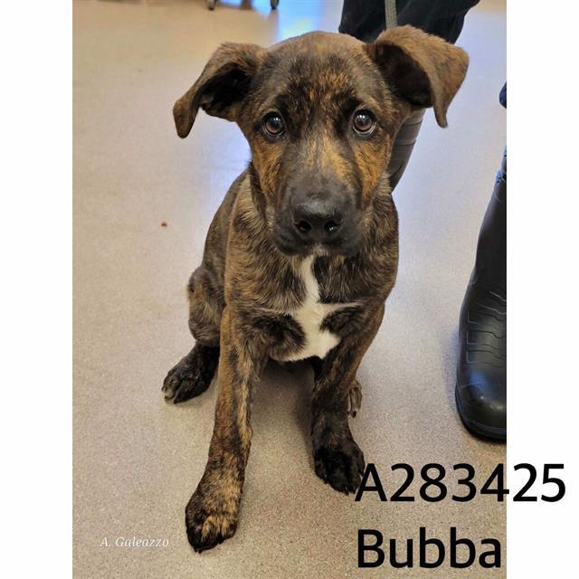 BUBBA 1