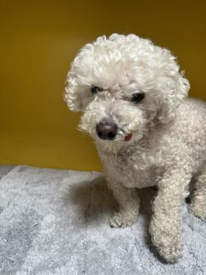 RAMON Bichon Frise Dog