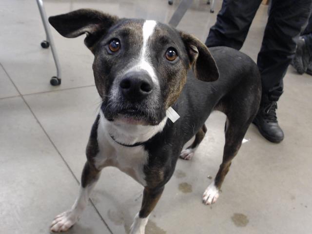 PEARL, an adoptable Harrier, Mixed Breed in Mesa, AZ, 85201 | Photo Image 1