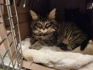 HOWL Domestic Long Hair Cat