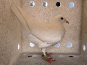 FOGHORN Pigeon Bird