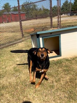 SHAWN Black and Tan Coonhound Dog