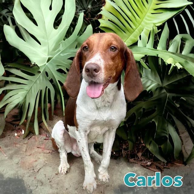 CARLOS