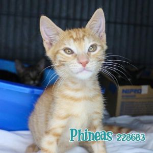 PHINEAS