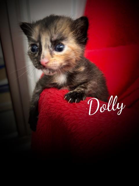 DOLLY