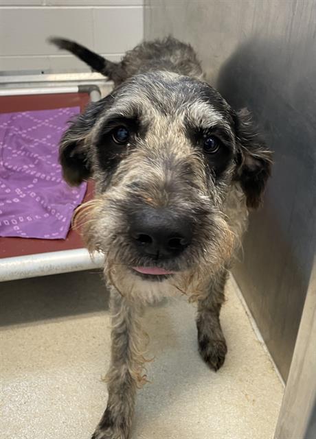 ZEMBIE, an adoptable Schnauzer, Catahoula Leopard Dog in Haw River, NC, 27258 | Photo Image 1