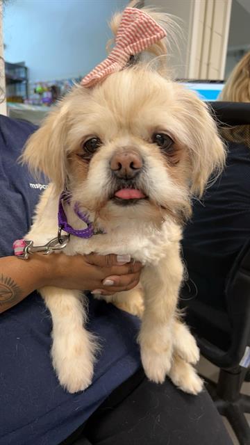 BELLA, an adoptable Pekingese in Boston, MA, 02130 | Photo Image 1