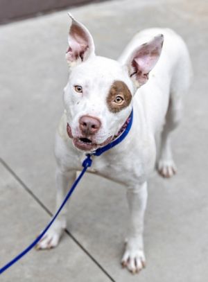 Introducing Queen a 2-year-old sweetheart whos ready to rule your heart Queen has a relaxed energ