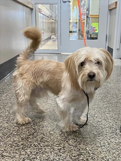 A042945, an adoptable Havanese in Tracy, CA, 95304 | Photo Image 1