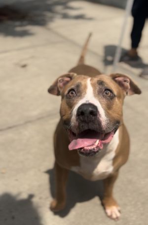 Radiance, Adult Female Pit Bull Terrier