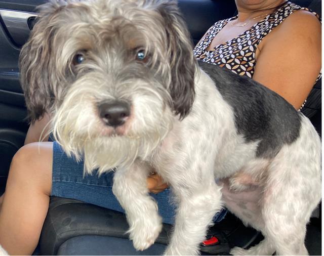 MILO, an adoptable Schnauzer, Mixed Breed in Fort Lauderdale, FL, 33312 | Photo Image 1