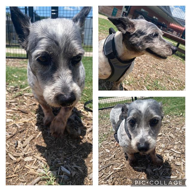 LOLA MAIZE, an adoptable Schnauzer in San Antonio, TX, 78227 | Photo Image 1