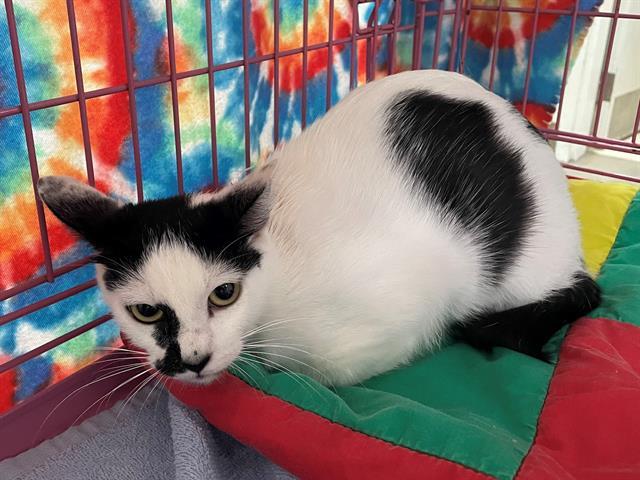 INKY, an adoptable Domestic Short Hair in McKinleyville, CA, 95519 | Photo Image 1