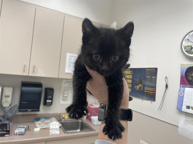 TABASCO, an adoptable Domestic Short Hair in McKinleyville, CA, 95519 | Photo Image 1