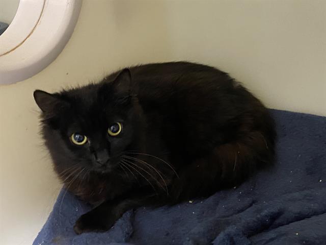 STELLA, an adoptable Domestic Short Hair in McKinleyville, CA, 95519 | Photo Image 1