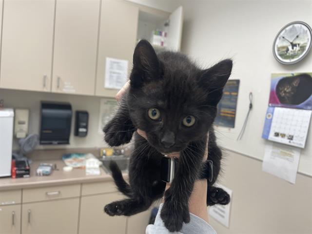 TAPATIO, an adoptable Domestic Short Hair in McKinleyville, CA, 95519 | Photo Image 1