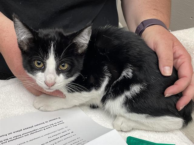 TWIST, an adoptable Domestic Short Hair in McKinleyville, CA, 95519 | Photo Image 1