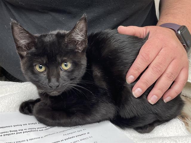 TWIX, an adoptable Domestic Short Hair in McKinleyville, CA, 95519 | Photo Image 1