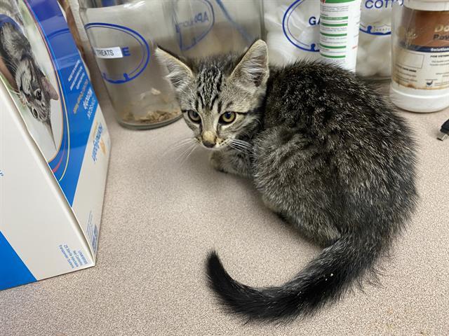 CORKY, an adoptable Domestic Short Hair in McKinleyville, CA, 95519 | Photo Image 1