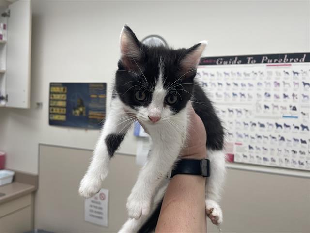 CHOLULA, an adoptable Domestic Short Hair in McKinleyville, CA, 95519 | Photo Image 1