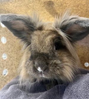 Smiley is a mature bun beauty with lovely floofs and a soft coat Shes at the shelter because her p