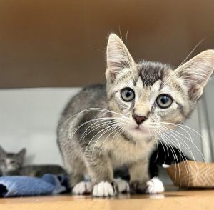 Declan and Fiona are darling duo of kittens Theyre a bit shy at first but are sweet and playful 