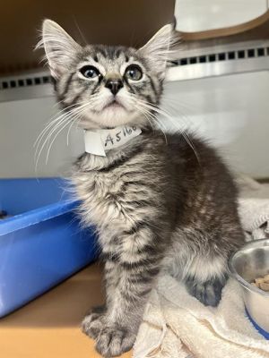 Declan and Fiona are darling duo of kittens Theyre a bit shy at first but are sweet and playful 