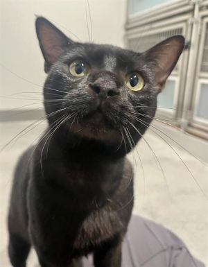 Invictus is a big handsome house panther who arrived at our shelter injured from a fall from a high 